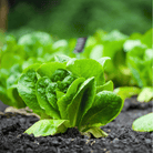 Parris Island Cos Lettuce – 500 Seeds seed packet from Seed Therapy – American - grown, heirloom seeds