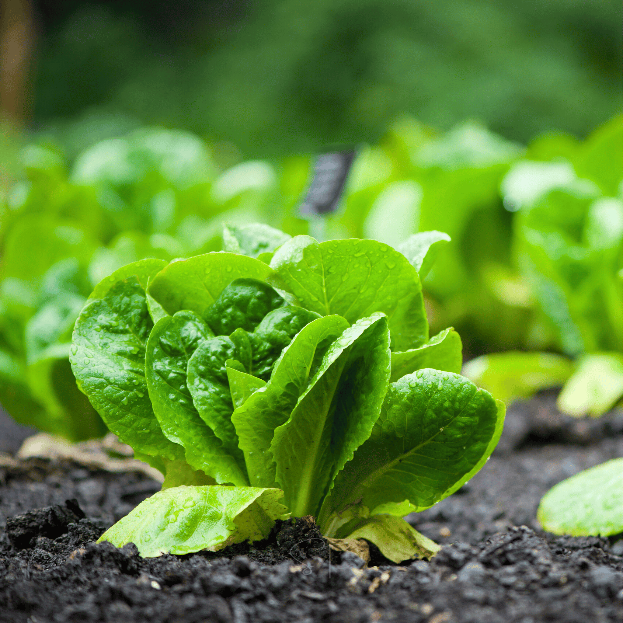 Parris Island Cos Lettuce – 500 Seeds seed packet from Seed Therapy – American - grown, heirloom seeds