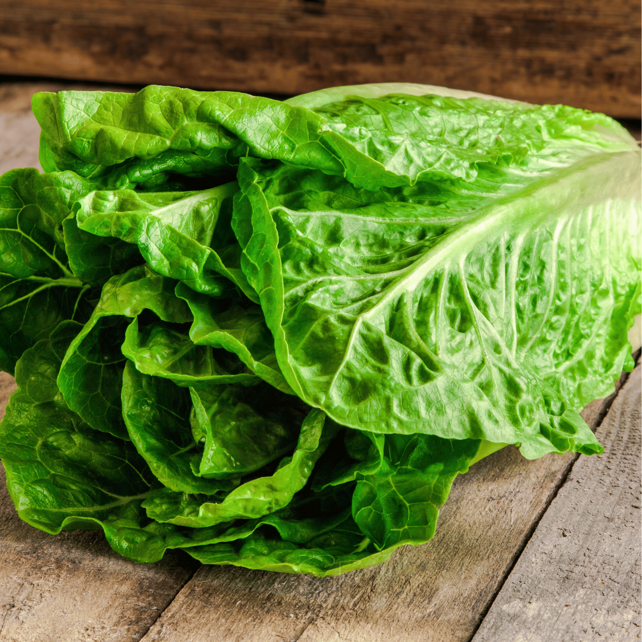 Parris Island Cos Lettuce – 500 Seeds seed packet from Seed Therapy – American - grown, heirloom seeds