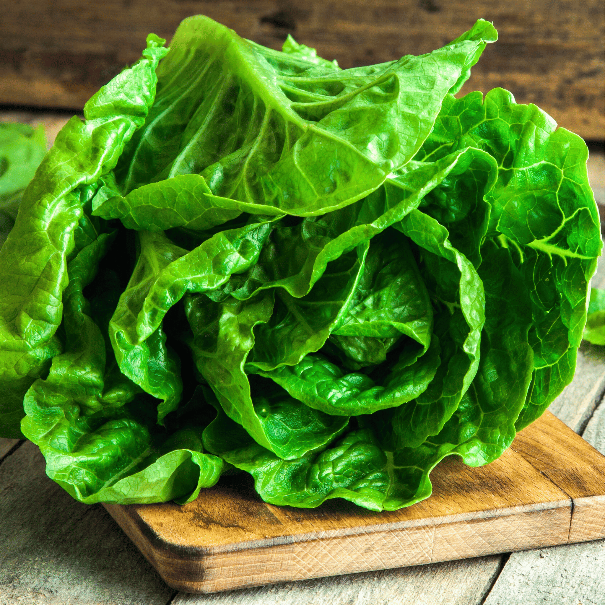 Parris Island Cos Lettuce – 500 Seeds seed packet from Seed Therapy – American - grown, heirloom seeds