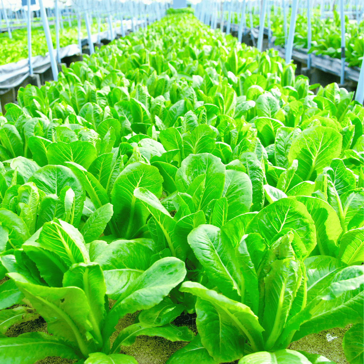 Cos Packets Lettuce, Parris Island Cos (Lactuca sativa) - 500 Seeds - Seed Therapy ...