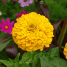 Peach Cobbler Zinnia – 100 Seeds seed packet from Seed Therapy – American - grown, heirloom seeds