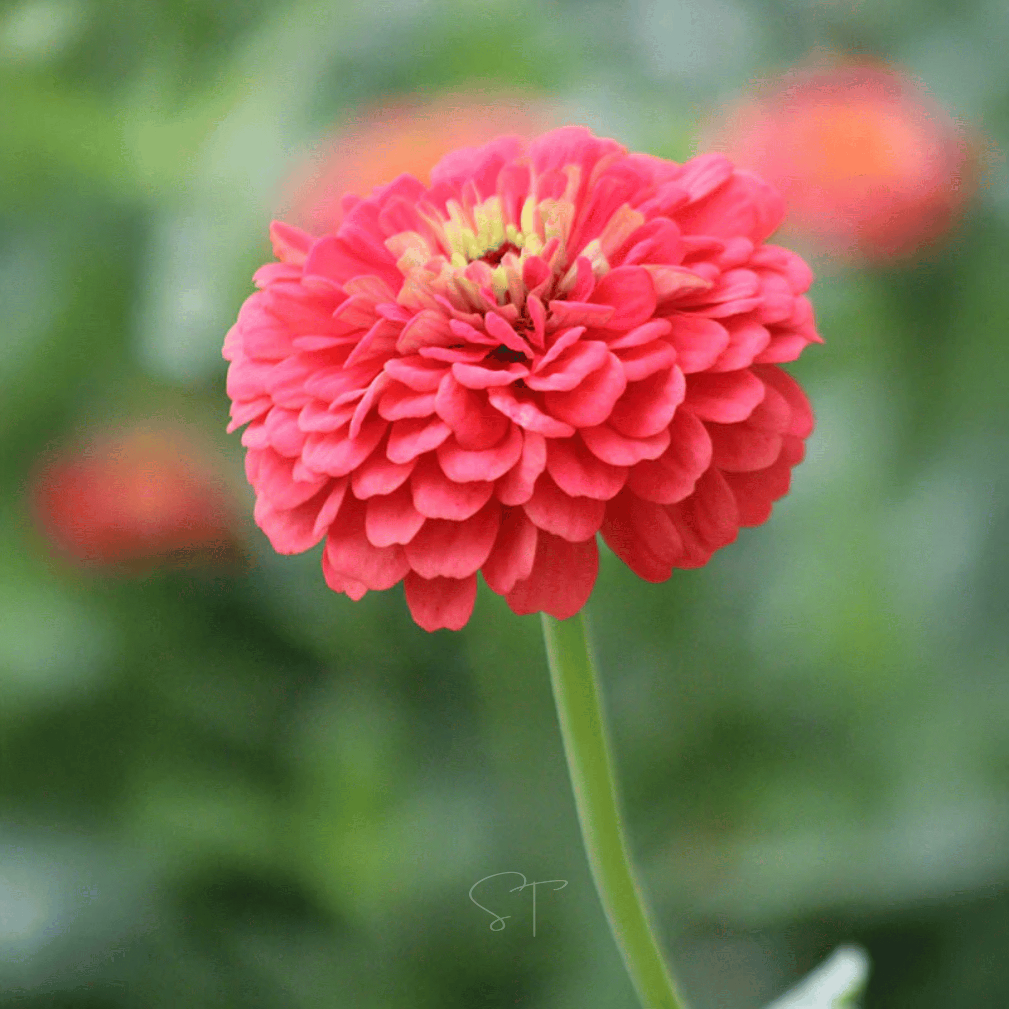 Peach Cobbler Zinnia – 100 Seeds seed packet from Seed Therapy – American - grown, heirloom seeds