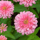 Peach Cobbler Zinnia – 100 Seeds seed packet from Seed Therapy – American - grown, heirloom seeds