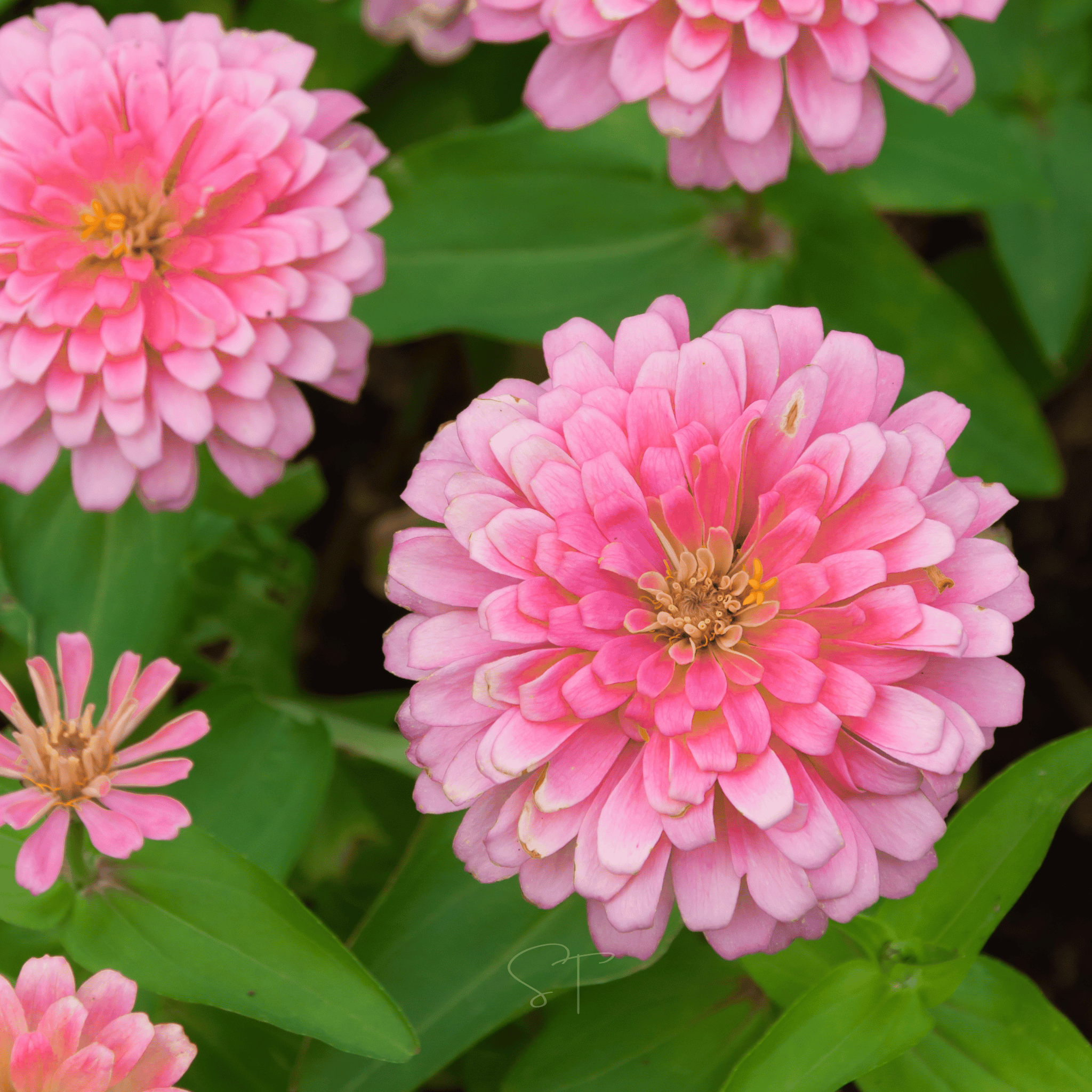 Peach Cobbler Zinnia – 100 Seeds seed packet from Seed Therapy – American - grown, heirloom seeds