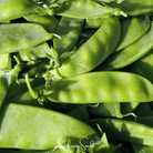 Peas, Snow, Oregon Sugar II (Pisum sativum) - 25 Seeds | Seed Therapy – Heirloom Garden Seeds