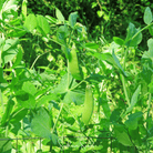 Peas, Snow, Oregon Sugar II (Pisum sativum) - 25 Seeds | Seed Therapy – Heirloom Garden Seeds