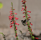 Penstemon, Firecracker (Penstemon eatonii) - 100 seeds seed packet from Seed Therapy – American - grown, heirloom seeds