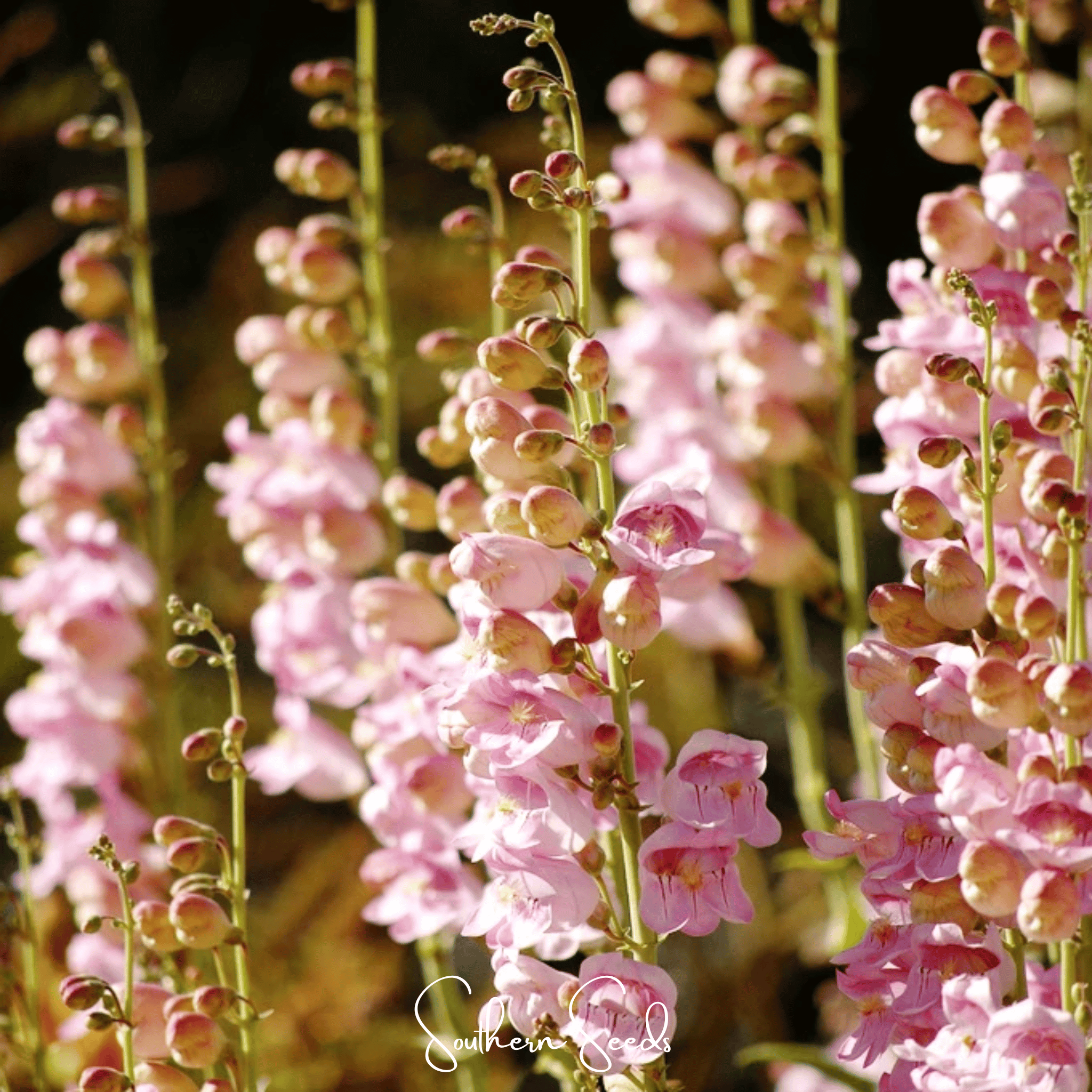 penstemon flower seeds Palmer Penstemon – 100 Seeds