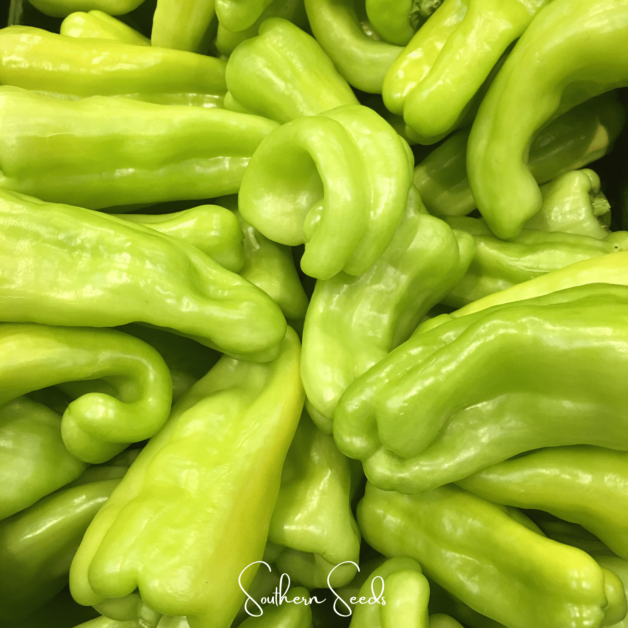 Pepper, Cubanelle Sweet (Capsicum annuum) - 25 Seeds | Seed Therapy – Heirloom Garden Seeds