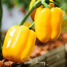 Pepper, Sunbright Bell (Capsicum annuum) - 30 Seeds seed packet from Seed Therapy – American - grown, heirloom seeds