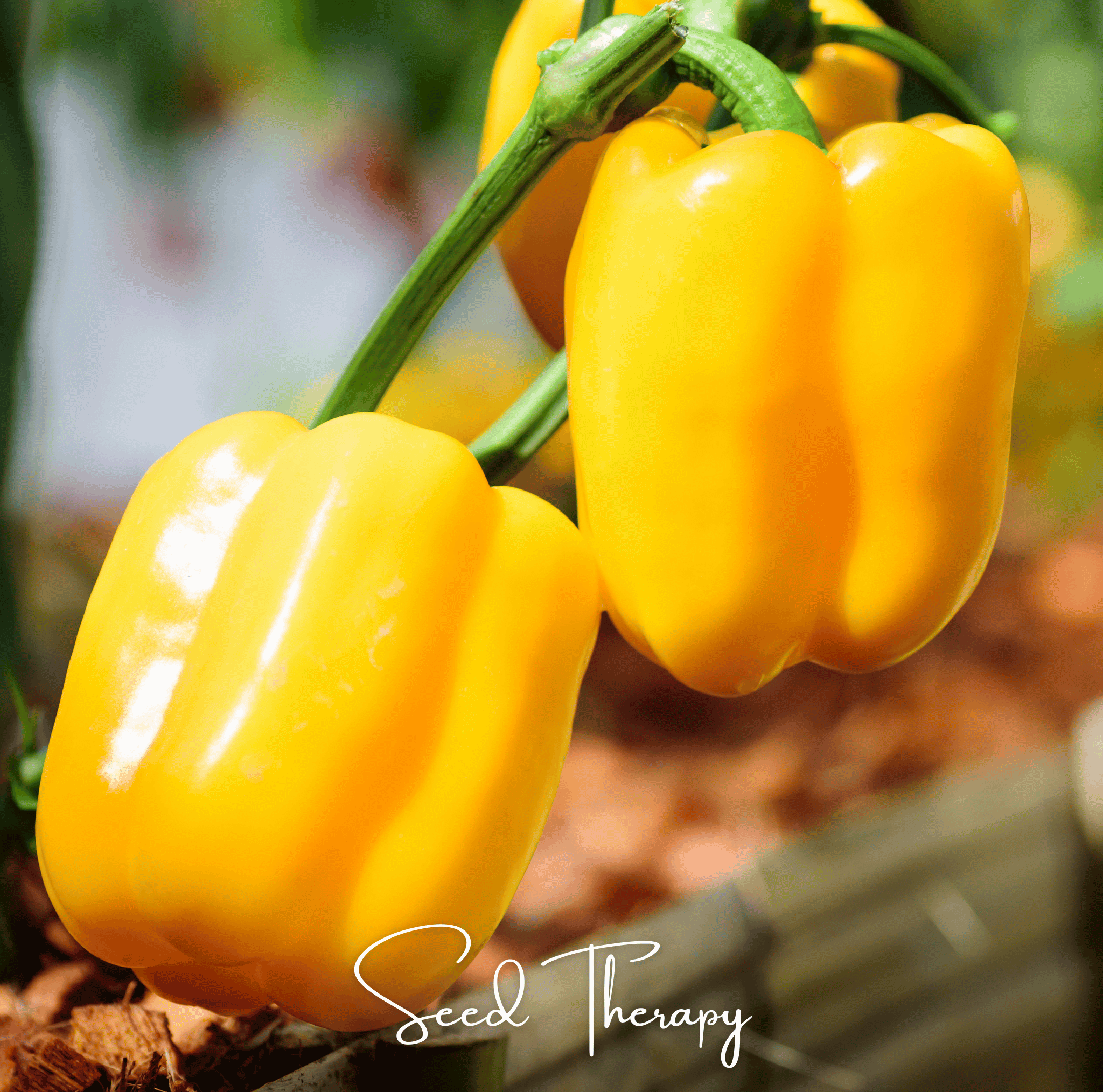 Pepper, Sunbright Bell (Capsicum annuum) - 30 Seeds seed packet from Seed Therapy – American - grown, heirloom seeds
