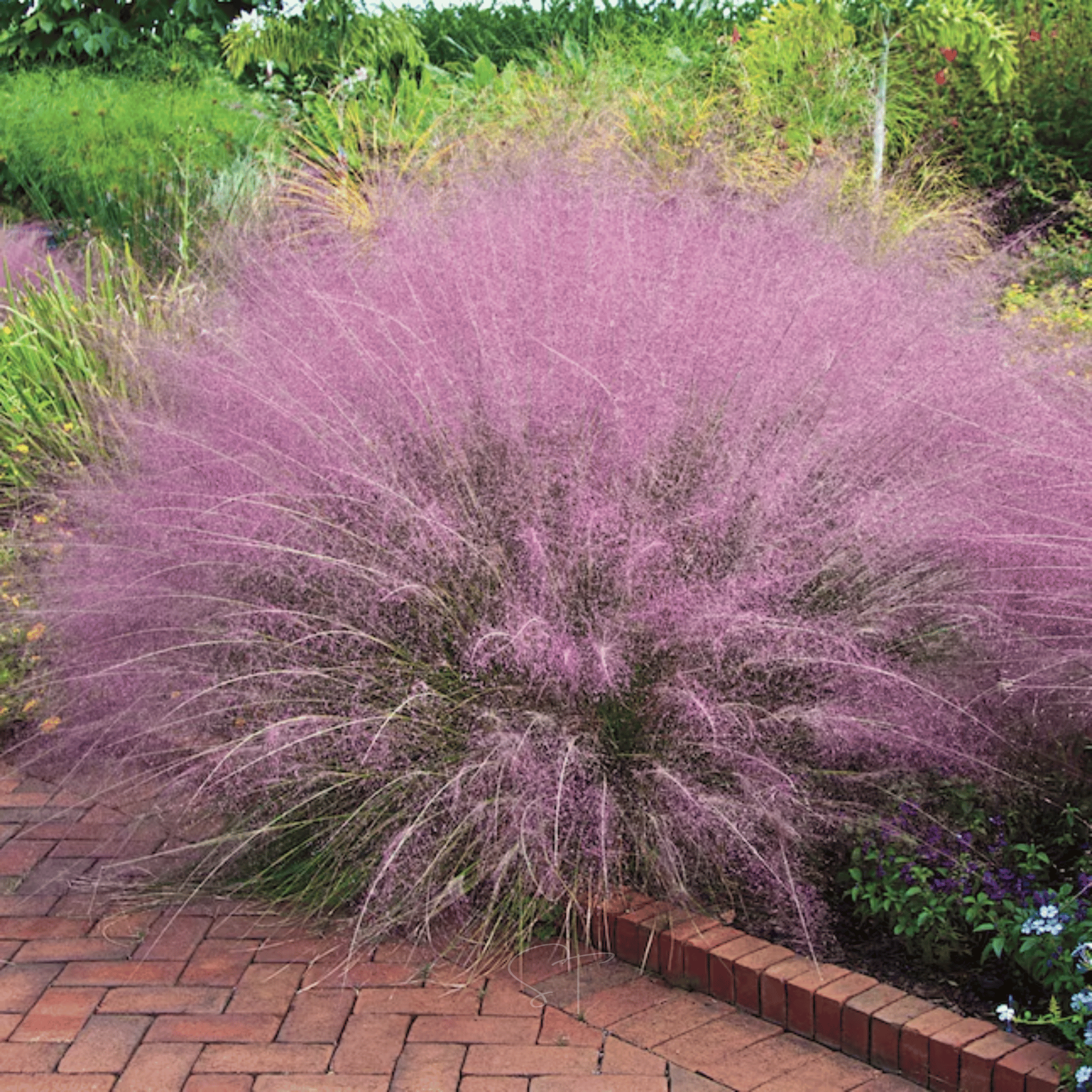 Pink Muhly Grass - 30 Seeds seed packet from Seed Therapy – American - grown, heirloom seeds