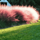 Pink Muhly Grass - 30 Seeds seed packet from Seed Therapy – American - grown, heirloom seeds