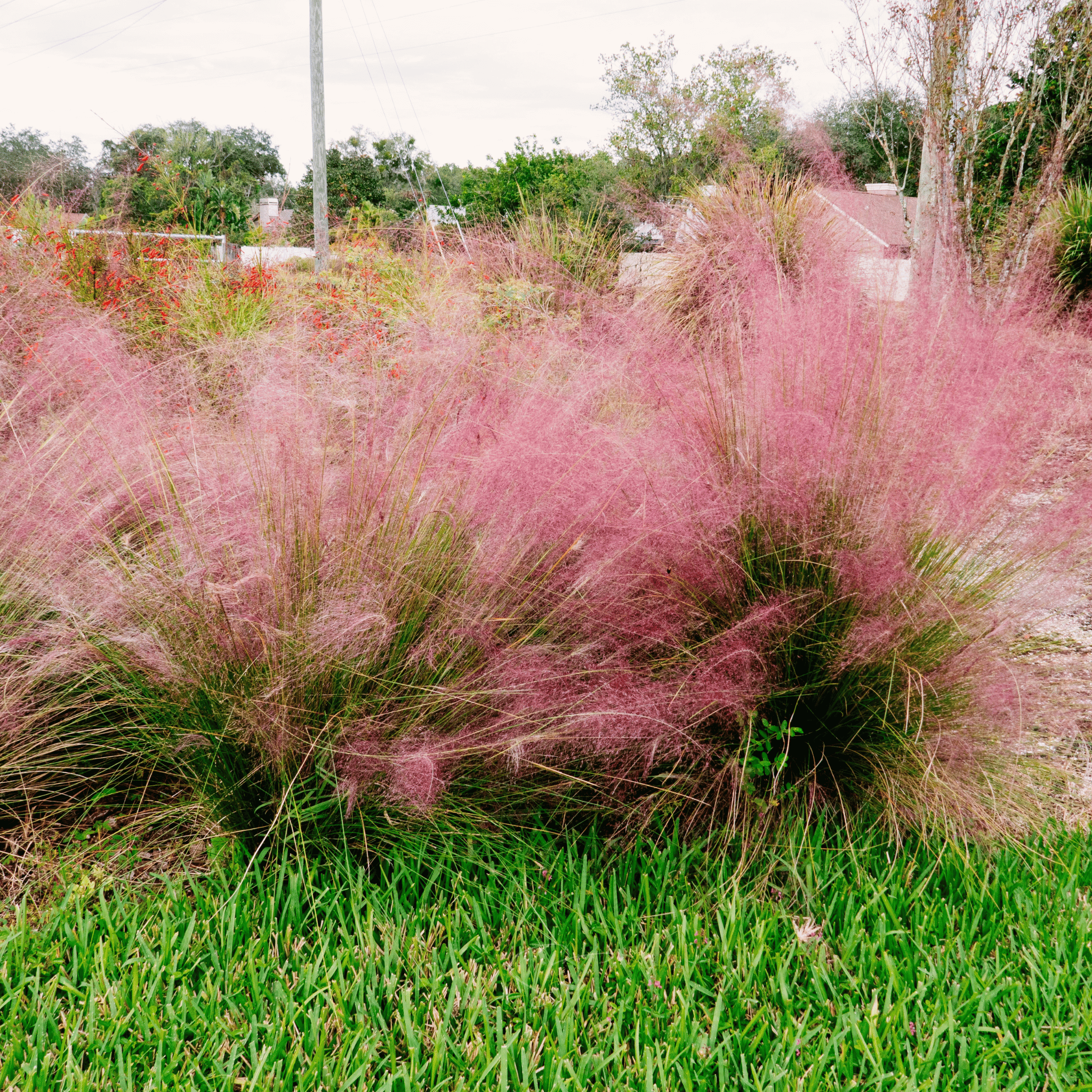 Pink Muhly Grass - 30 Seeds seed packet from Seed Therapy – American - grown, heirloom seeds