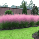 Pink Muhly Grass - 30 Seeds seed packet from Seed Therapy – American - grown, heirloom seeds