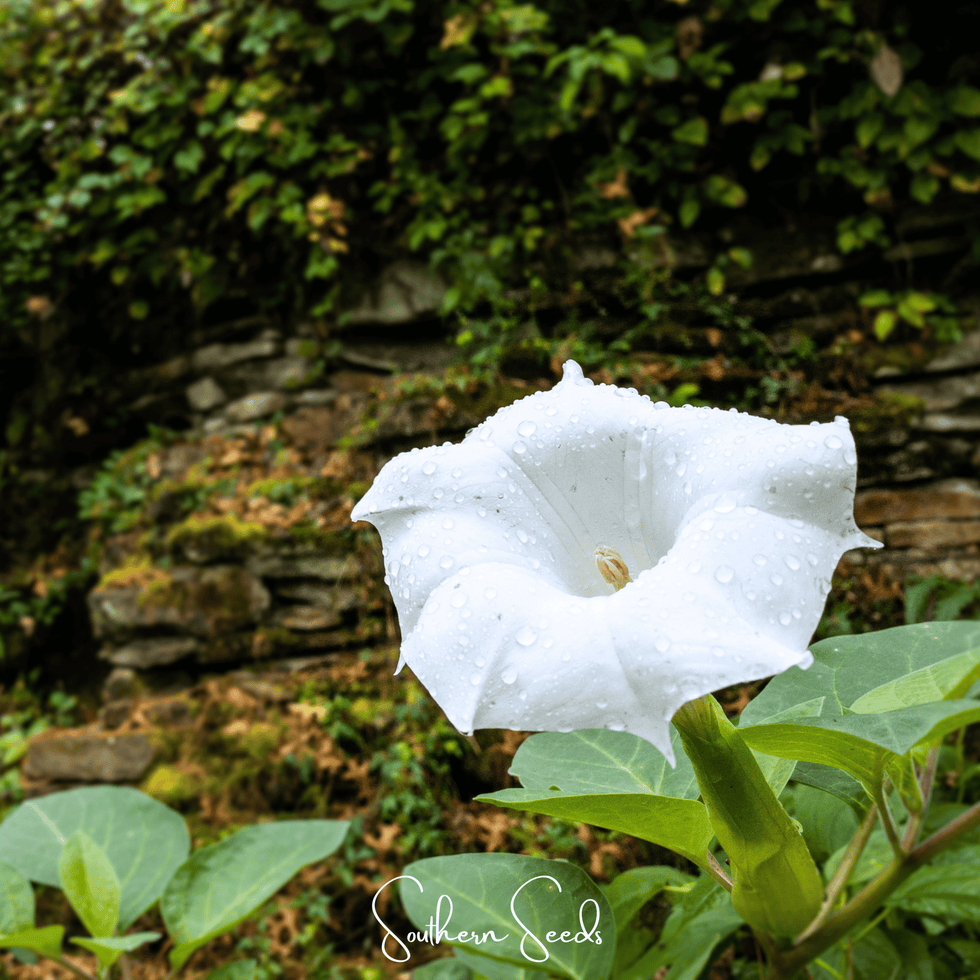 Pixie Patch Seed Collection - 10 Enchanted Varieties - Seed Therapy ...