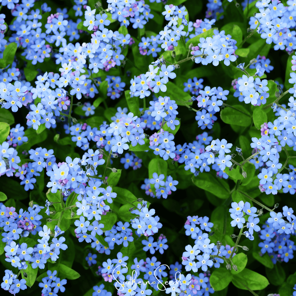 Pixie Patch Seed Collection - 10 Enchanted Varieties - Seed Therapy ...