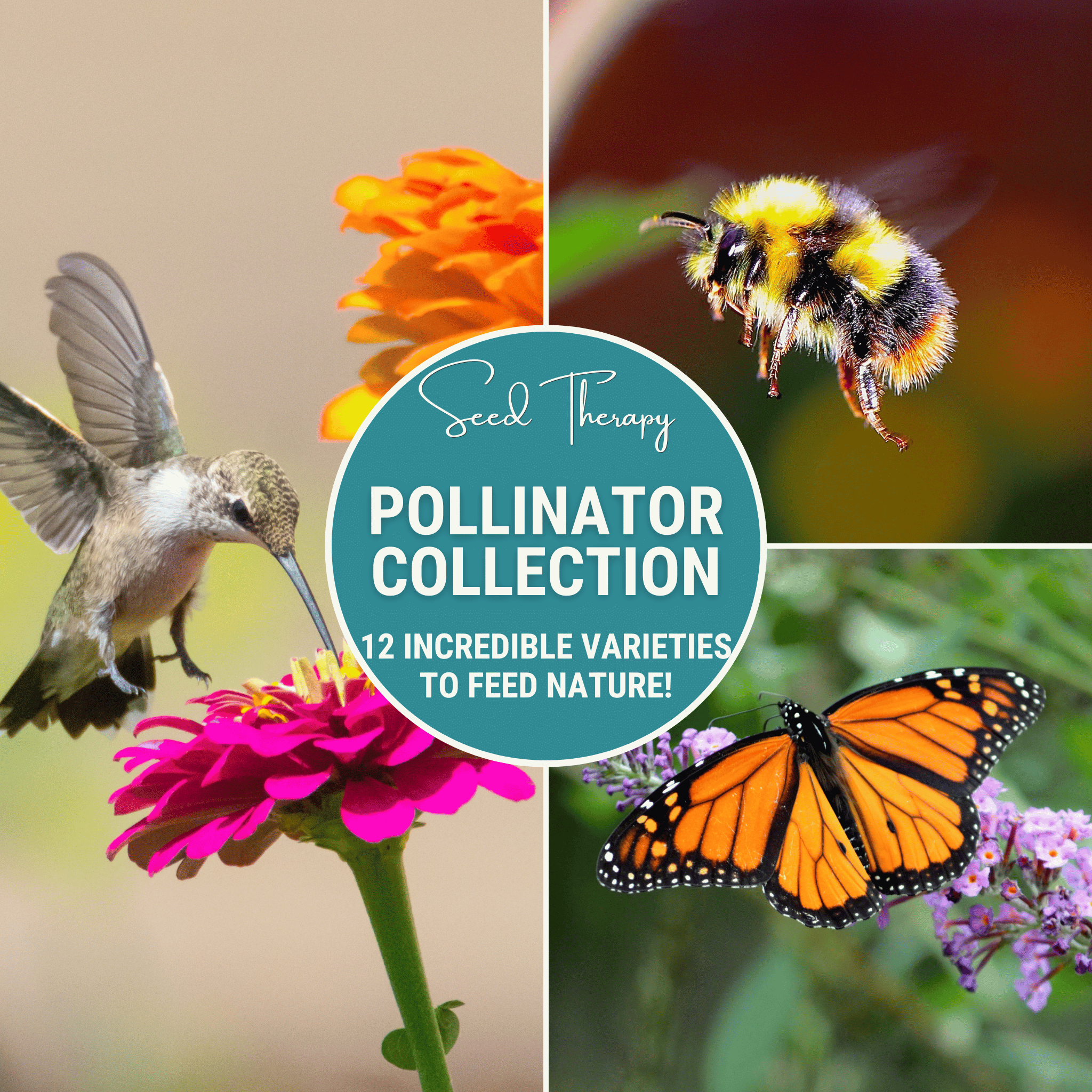seeds for bee garden Pollinator Garden Seed Collection – 12 Varieties