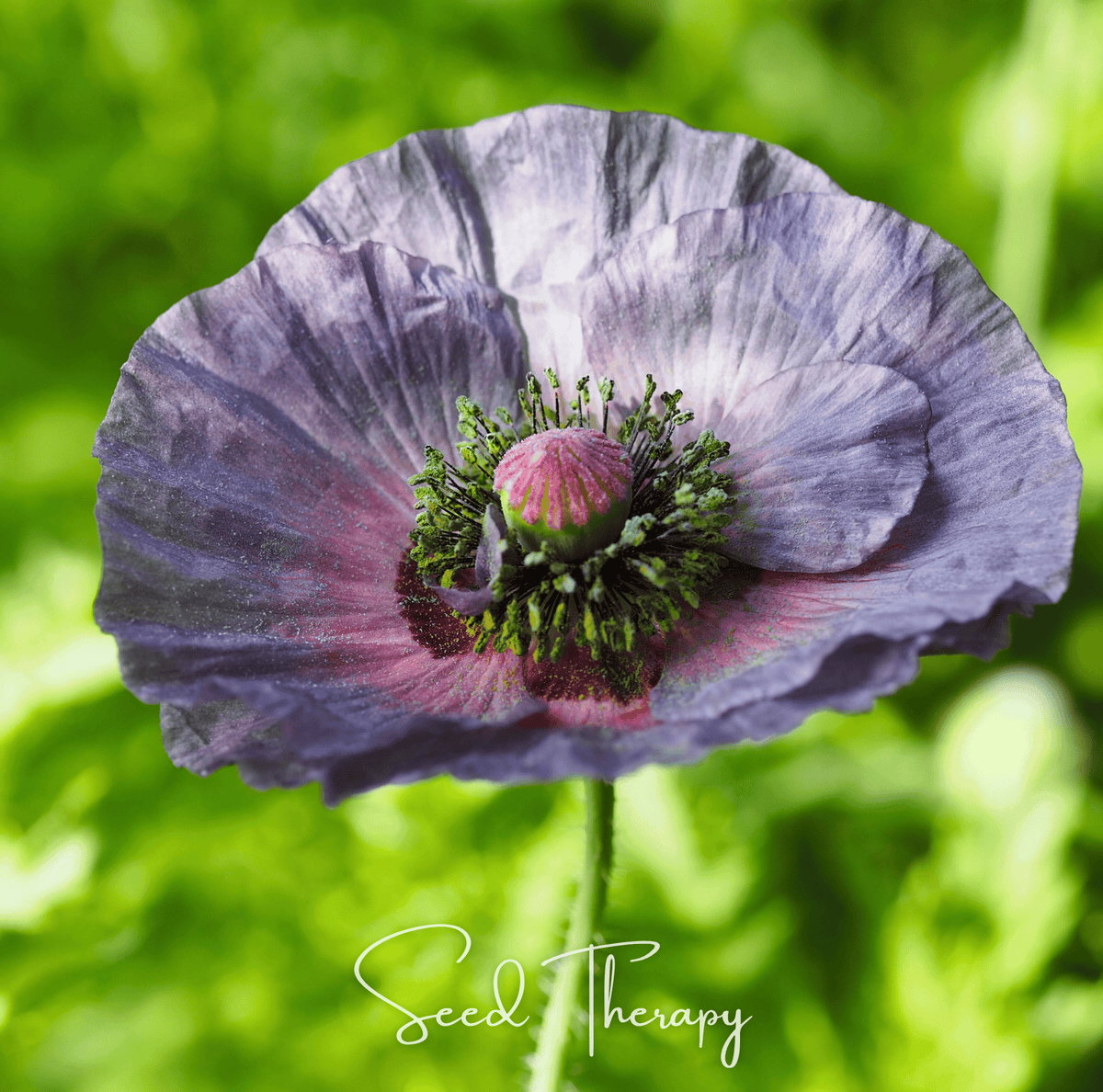 Poppy, Amazing Grey (Papaver rhoeas) - 50 Seeds - Seed Therapy ...