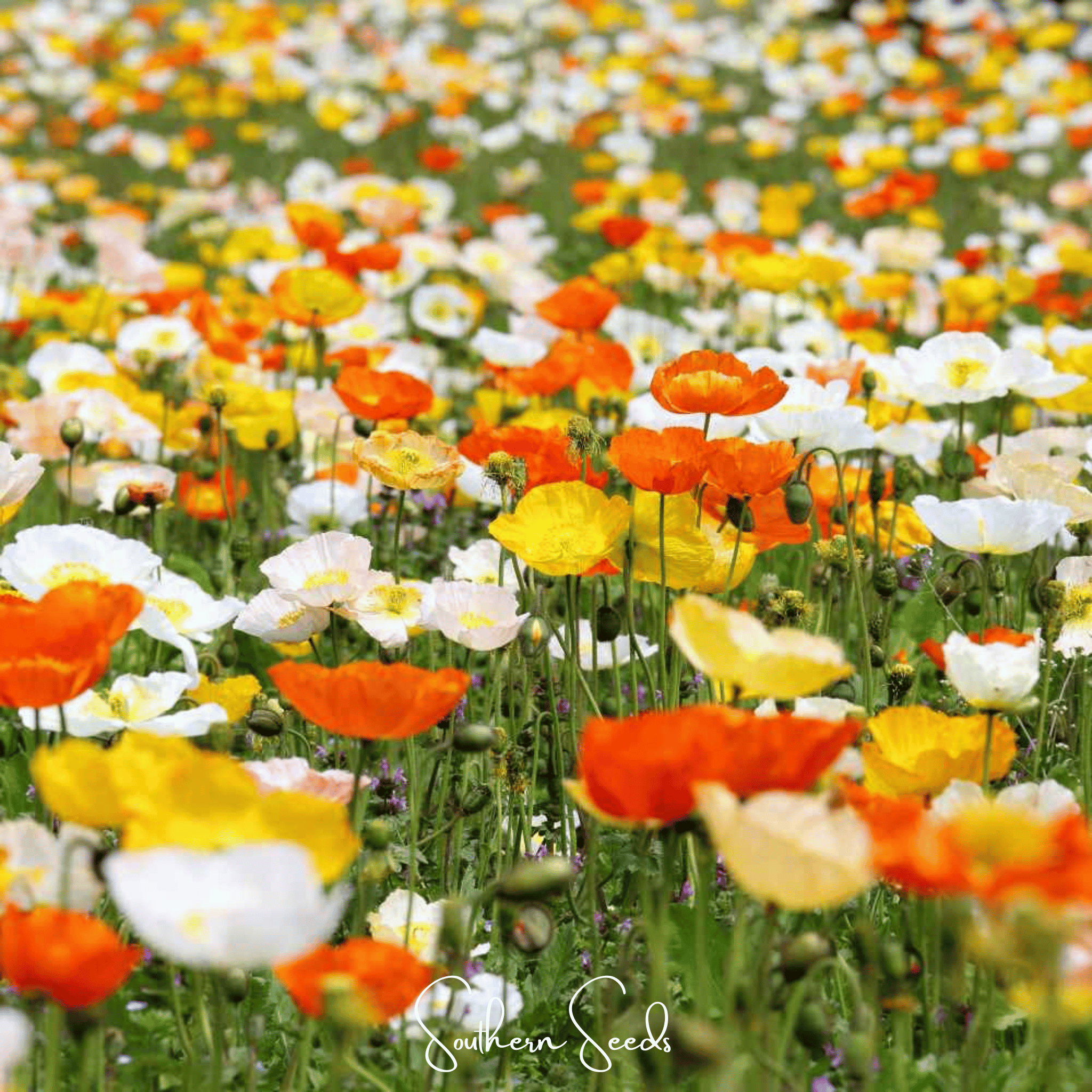Mother Nature's Seeds – Iceland Poppy Mix (2000 Seeds) Tender Perennial For Spring/Summer