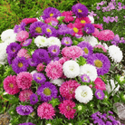 Powder Puff Aster – 50 Seeds seed packet from Seed Therapy – American - grown, heirloom seeds