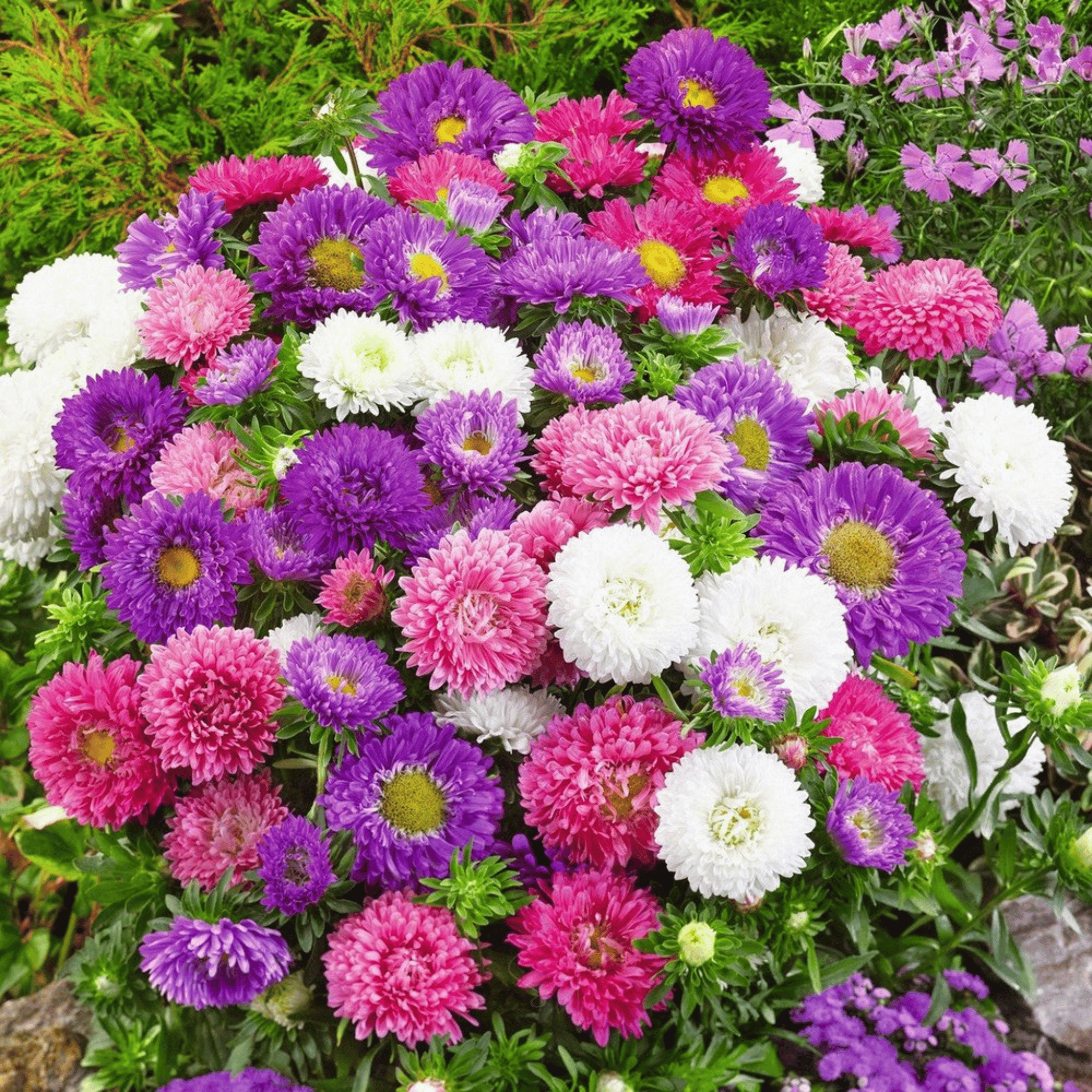 Powder Puff Aster – 50 Seeds seed packet from Seed Therapy – American - grown, heirloom seeds
