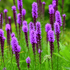 Prairie Blazing Star – 50 Seeds seed packet from Seed Therapy – American - grown, heirloom seeds