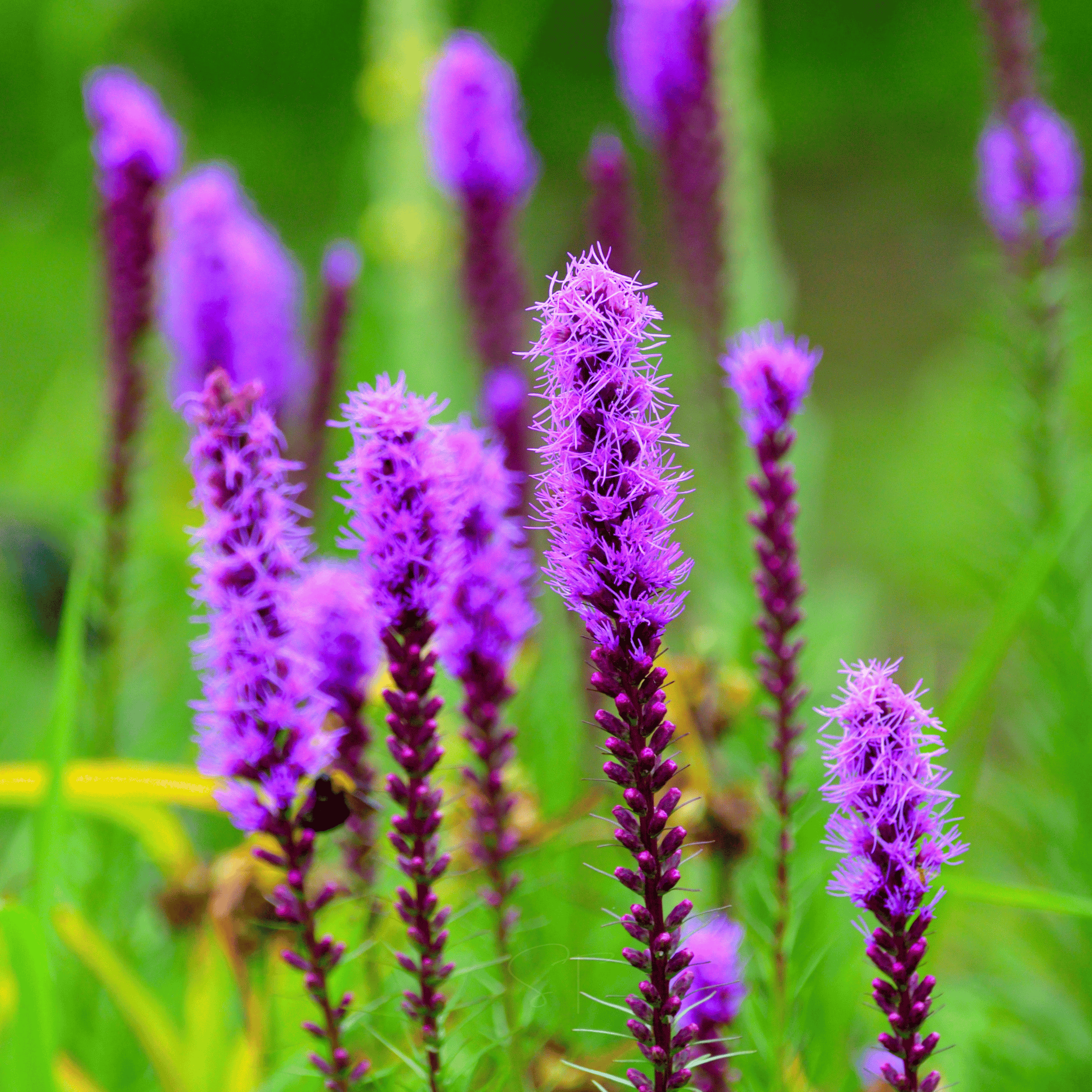 liatris plant Prairie Blazing Star – 50 Seeds