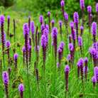 Prairie Blazing Star – 50 Seeds seed packet from Seed Therapy – American - grown, heirloom seeds