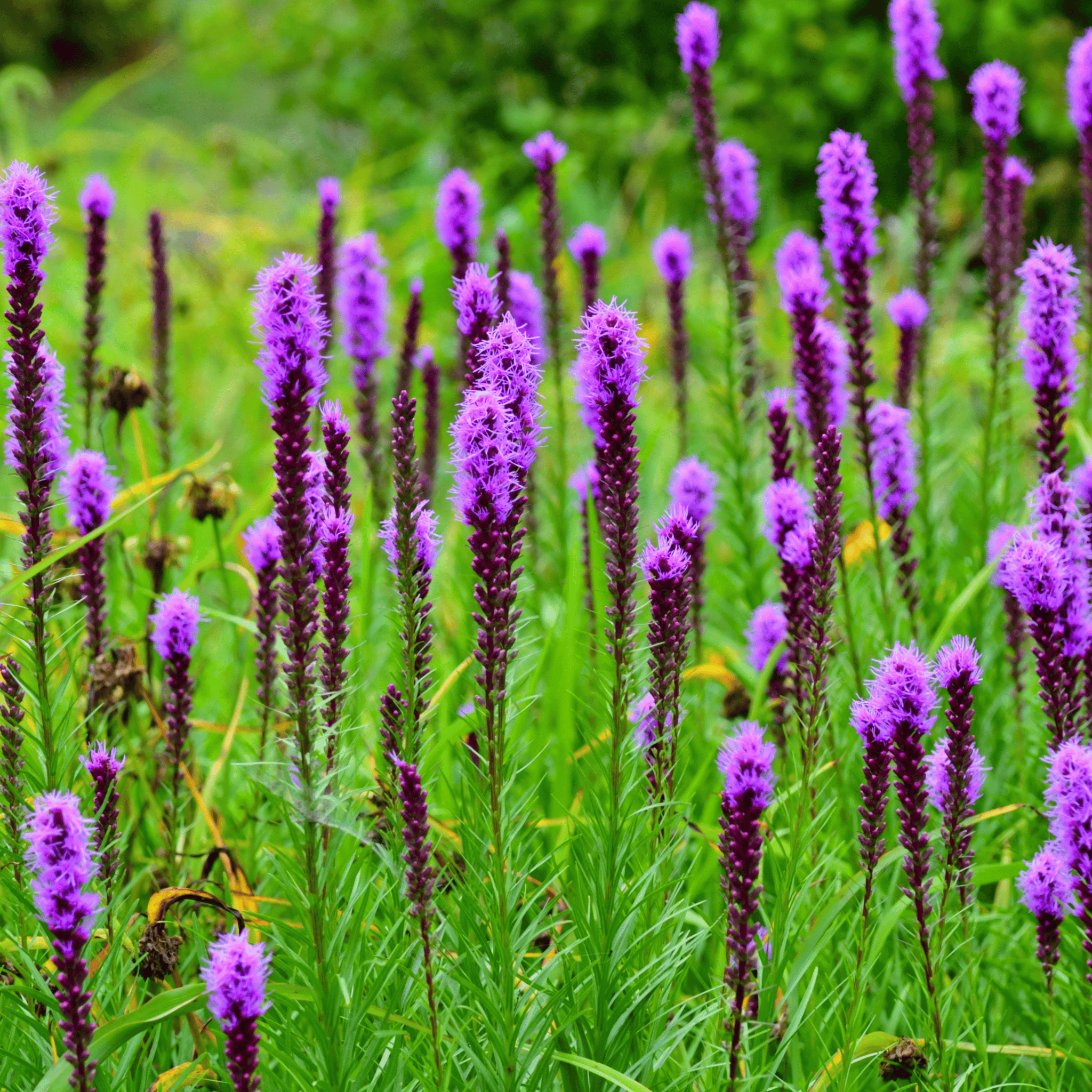 Prairie Blazing Star – 50 Seeds seed packet from Seed Therapy – American - grown, heirloom seeds