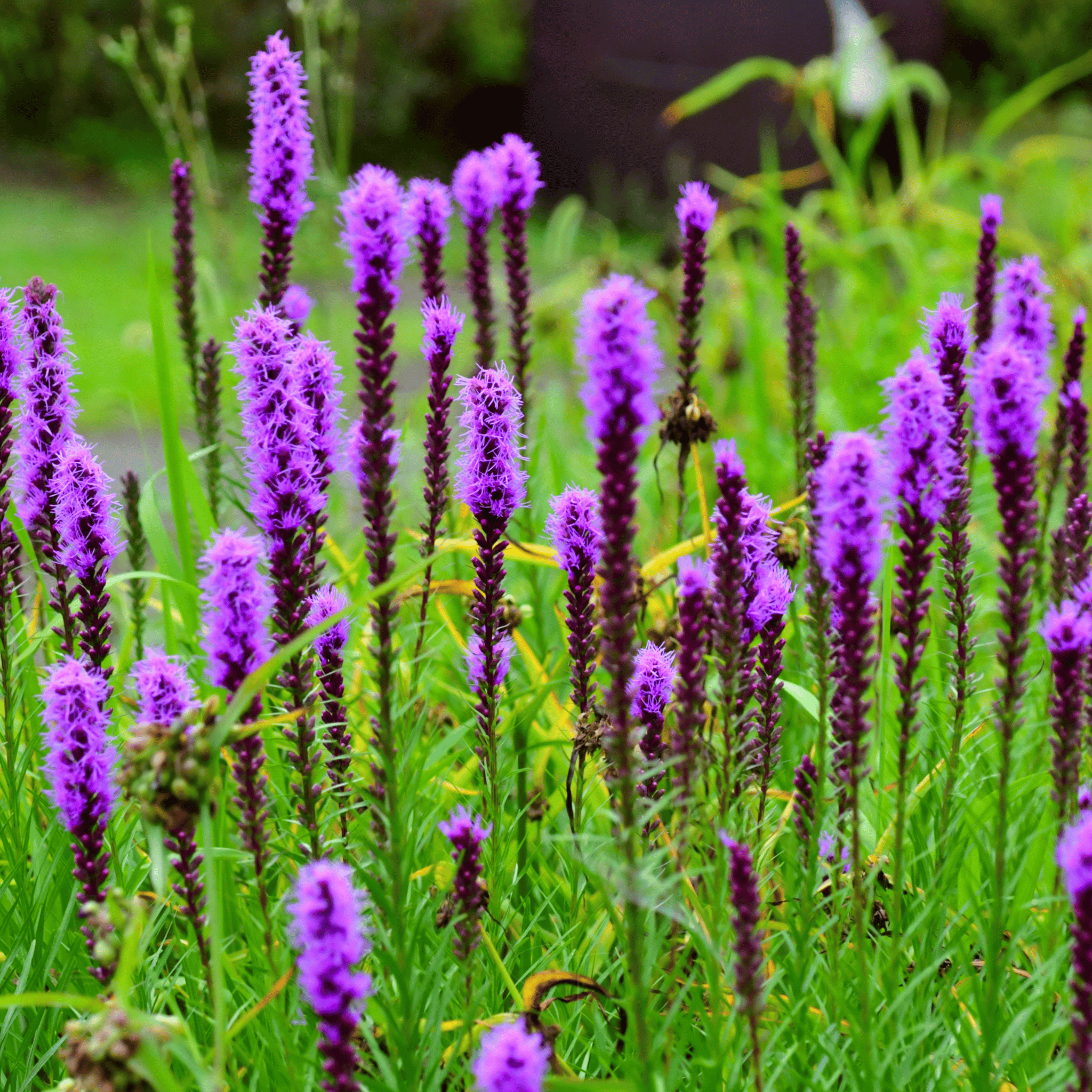 Prairie Blazing Star – 50 Seeds seed packet from Seed Therapy – American - grown, heirloom seeds
