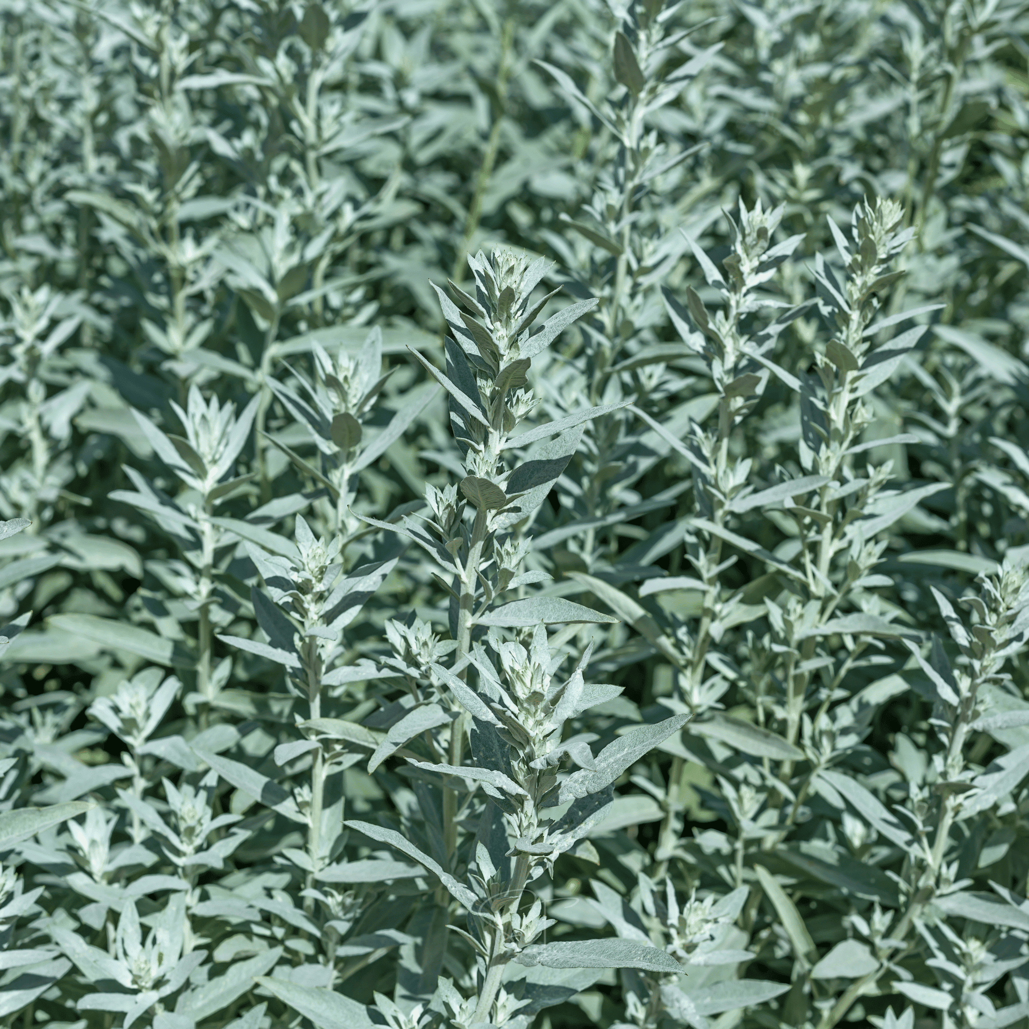 Prairie Sage – 100 Seeds seed packet from Seed Therapy – American - grown, heirloom seeds