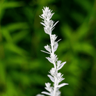 Prairie Sage – 100 Seeds seed packet from Seed Therapy – American - grown, heirloom seeds