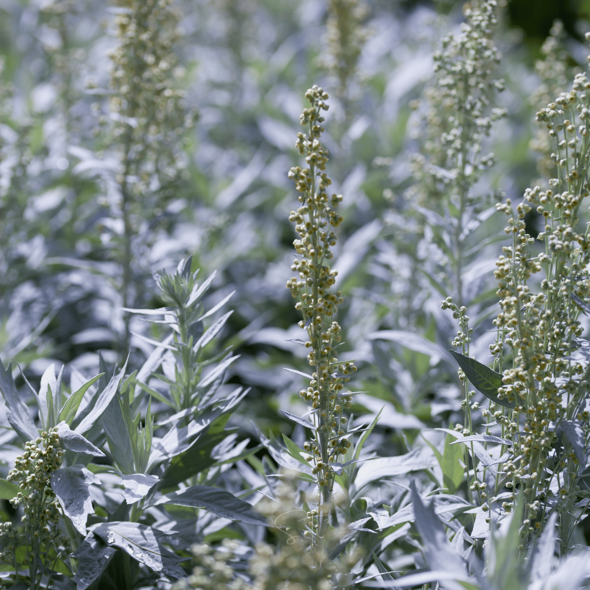 sage plant seeds Prairie Sage – 100 Seeds