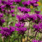 Purple Bee Balm – 50 Seeds seed packet from Seed Therapy – American - grown, heirloom seeds