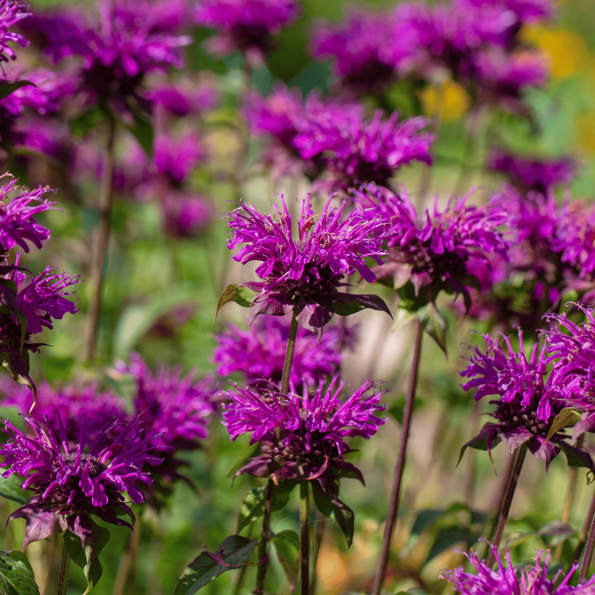 Purple Bee Balm – 50 Seeds seed packet from Seed Therapy – American - grown, heirloom seeds
