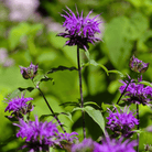 Purple Bee Balm – 50 Seeds seed packet from Seed Therapy – American - grown, heirloom seeds