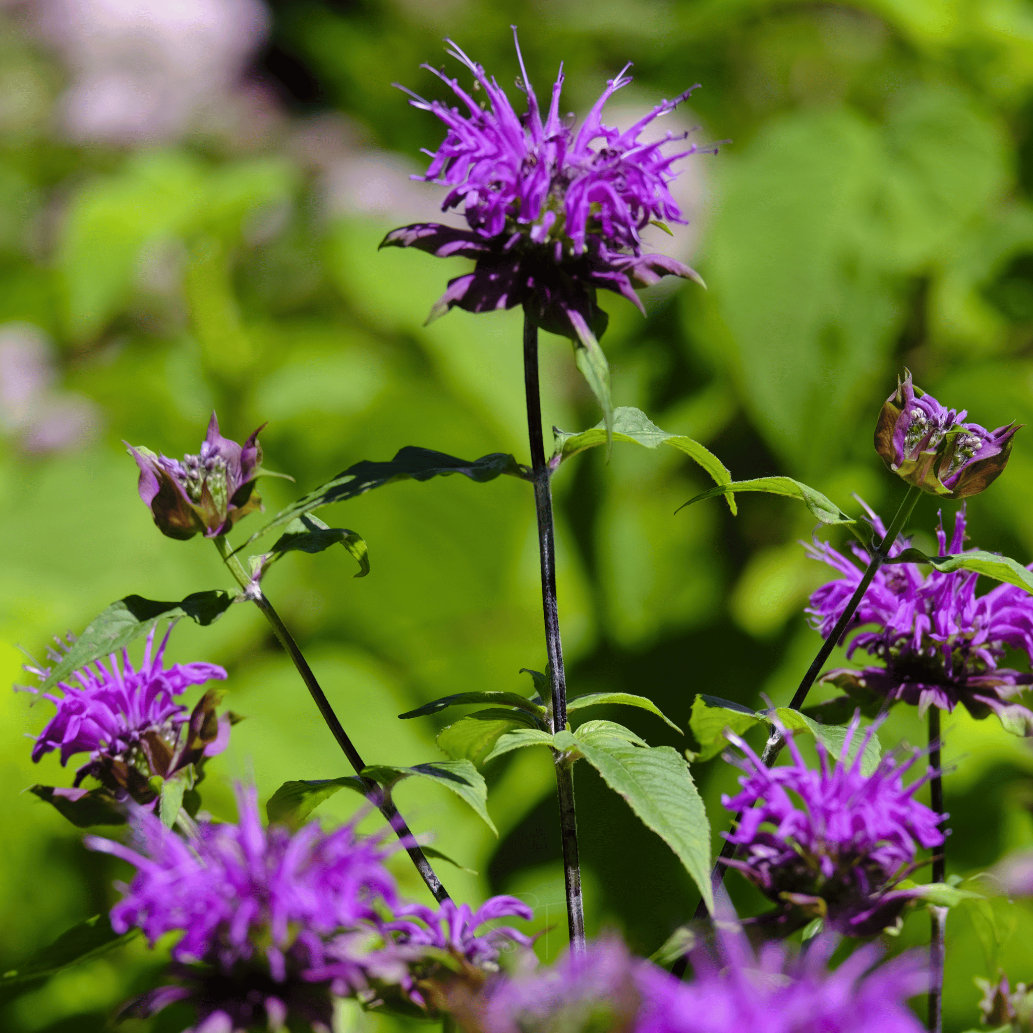 Purple Bee Balm – 50 Seeds seed packet from Seed Therapy – American - grown, heirloom seeds