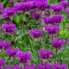 Purple Bee Balm – 50 Seeds seed packet from Seed Therapy – American - grown, heirloom seeds
