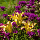 Purple Bee Balm – 50 Seeds seed packet from Seed Therapy – American - grown, heirloom seeds