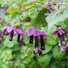 Purple Bell Vine – 10 Seeds seed packet from Seed Therapy – American - grown, heirloom seeds