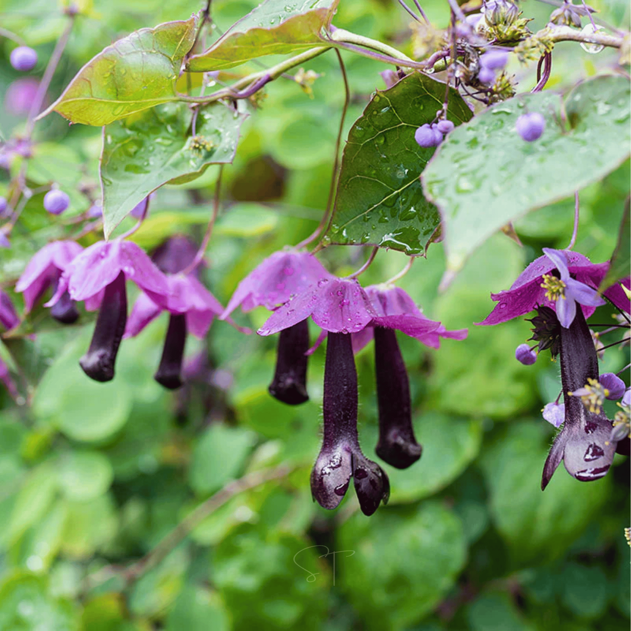 Purple Bell Vine – 10 Seeds seed packet from Seed Therapy – American - grown, heirloom seeds