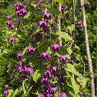 Purple Bell Vine – 10 Seeds seed packet from Seed Therapy – American - grown, heirloom seeds
