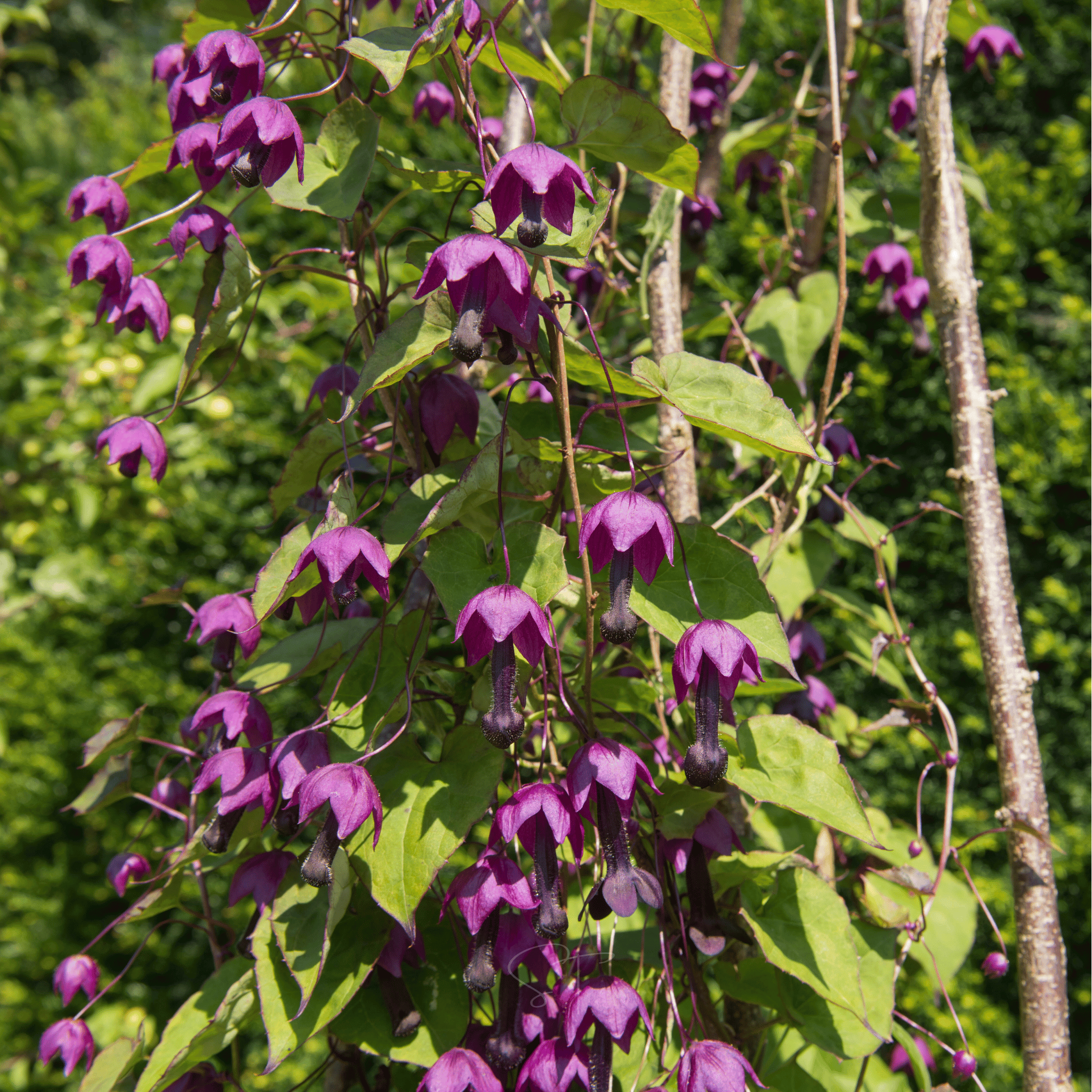 Purple Bell Vine – 10 Seeds seed packet from Seed Therapy – American - grown, heirloom seeds