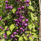 Purple Bell Vine – 10 Seeds seed packet from Seed Therapy – American - grown, heirloom seeds