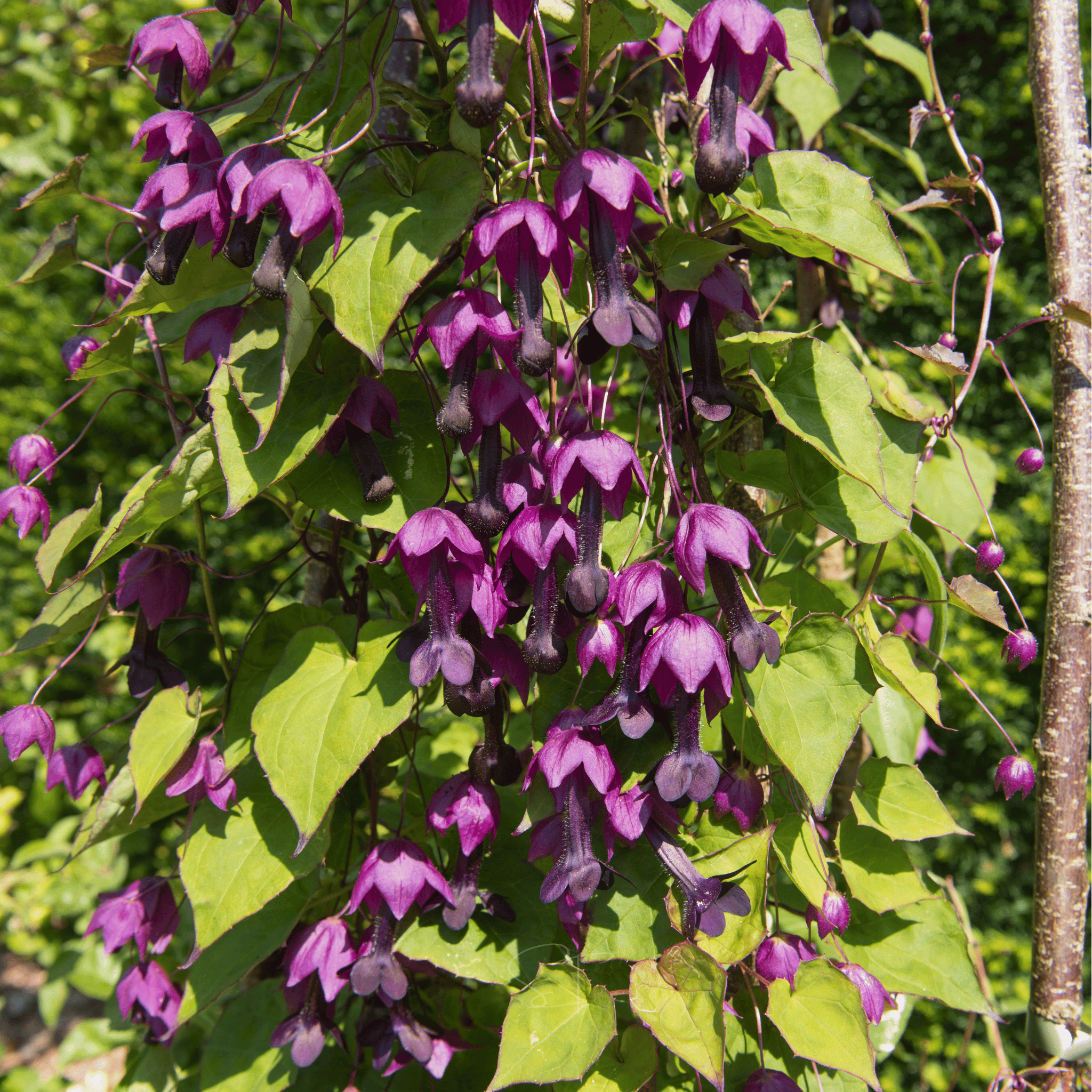 Purple Bell Vine – 10 Seeds seed packet from Seed Therapy – American - grown, heirloom seeds