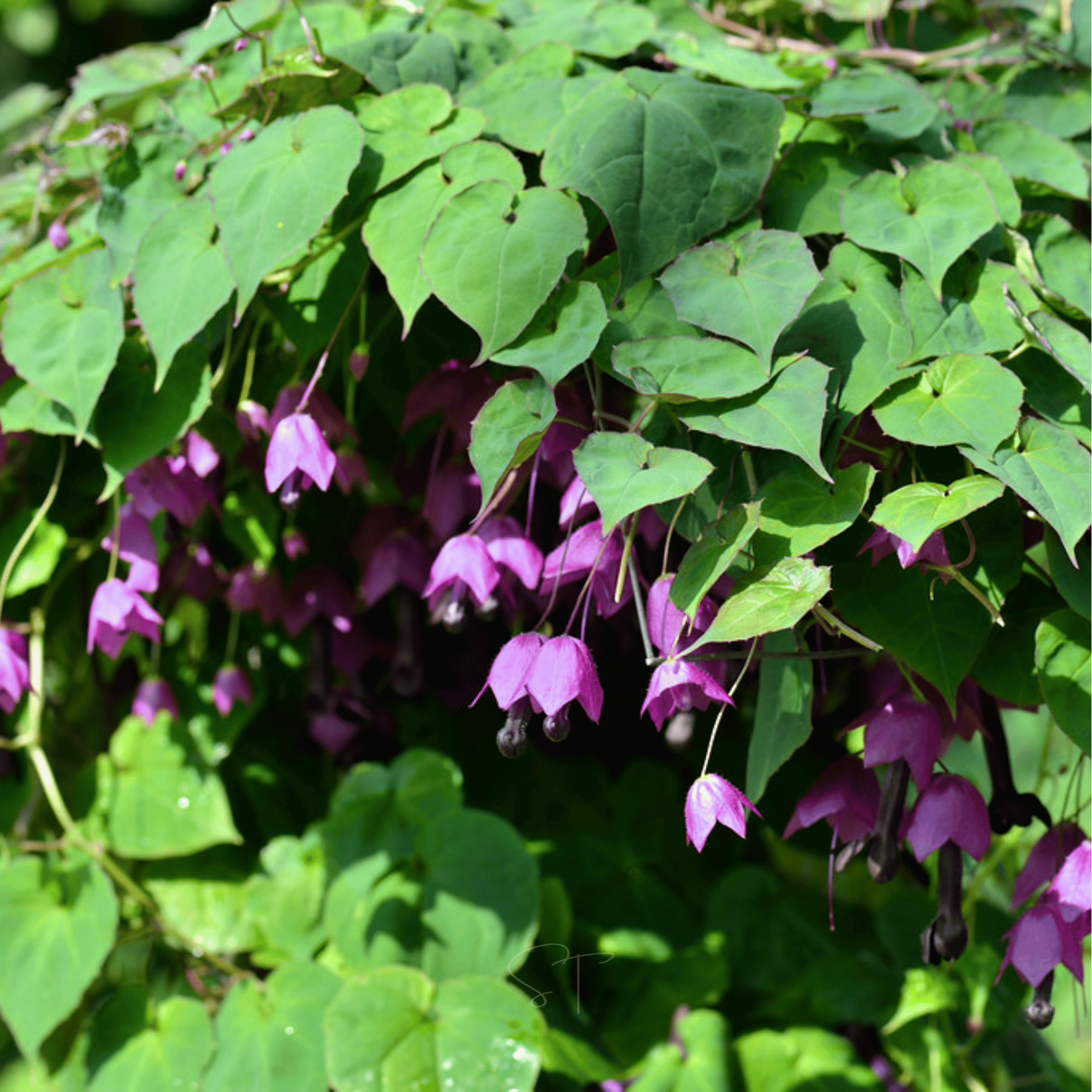 Purple Bell Vine – 10 Seeds seed packet from Seed Therapy – American - grown, heirloom seeds