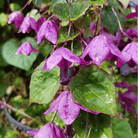Purple Bell Vine – 10 Seeds seed packet from Seed Therapy – American - grown, heirloom seeds