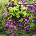 Purple Bell Vine – 10 Seeds seed packet from Seed Therapy – American - grown, heirloom seeds